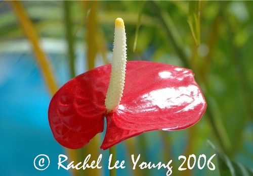 Pink Anthurium