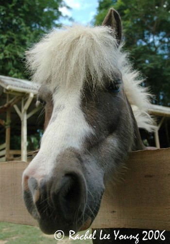 Little pony