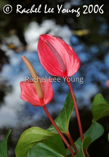 Red Anthurium
