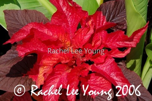Scarlet Rosette