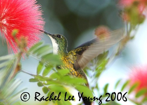 White chested emerald hummingbird