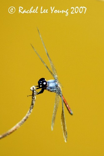 Dragonfly on Yellow