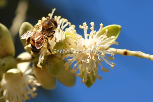 Bee on a Palm Flower