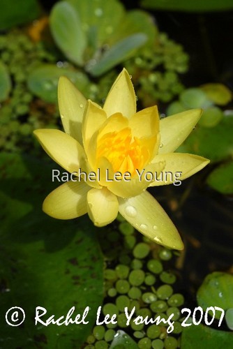 YellowWaterlilly