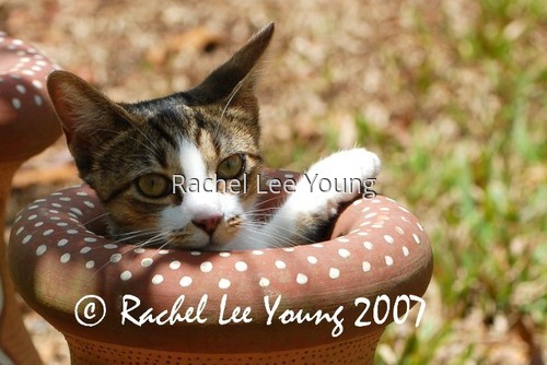Potted Kitten