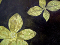Mixed Media-Dogwood Bench Detail