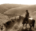 Photography--Black & White-AnimalsThe Drive to Watergap