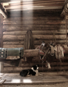 Photography--Color-AnimalsT.C. Barn #1