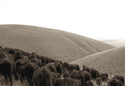Photography--Black & White-AbstractMoving Landscape