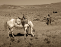 Photography--Black & White-AnimalsT.C. Ride #4