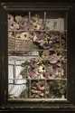Photography-Window Series #1