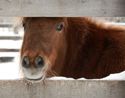 Photography--Color-AnimalsRed Pony