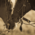 Bit and Bridle