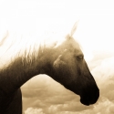 Photography--Black & White-AnimalsBlind Willie