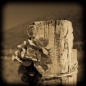 Photography-Remembering