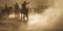 Photography--Black & White-AnimalsThe Dust Up