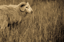 Photography--Black & White-AnimalsSummer Pasture #2