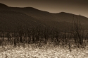 Photography--Black & White-FloralAngel Fire