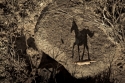 Photography--Black & White-AnimalsShadow Pony