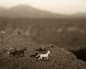 Photography--Black & White-AnimalsTrio At Rio