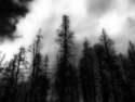 Photography--Color-LandscapeDark Forest