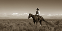 Photography--Black & White-AnimalsSearching