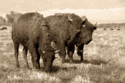Photography--Black & White-AnimalsYoung Bison
