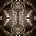 Photography--Black & White-AbstractStraw Butterfly