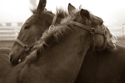 Photography--Black & White-AnimalsBack Scratch