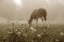 Photography--Color-AnimalsMorning Dew