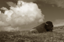 Photography--Black & White-AnimalsWhite Cloud