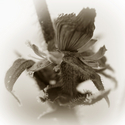 Photography--Black & White-FloralRemains #1