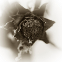 Photography--Black & White-FloralRemains #2