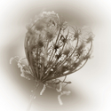 Photography--Black & White-FloralRemains #4