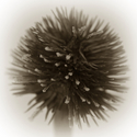 Photography--Black & White-FloralRemains #5