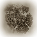 Photography--Black & White-FloralRemains #6