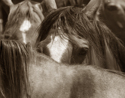 Photography--Black & White-AnimalsThe Look