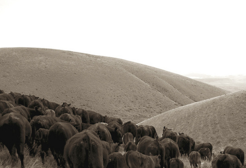 Photography-Abstract-Moving Landscape