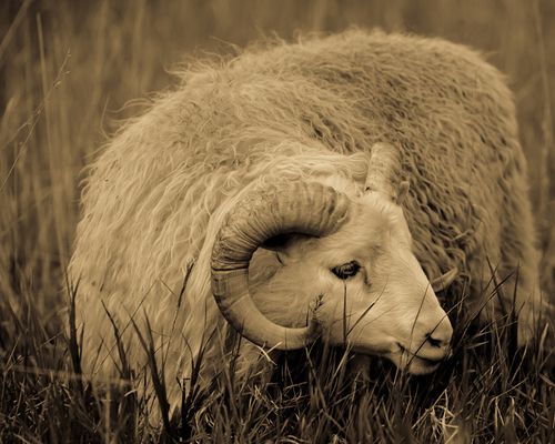 Photography-Animals-Summer Pasture #1