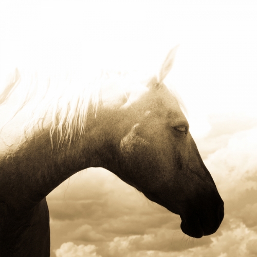 Photography-Animals-Blind Willie