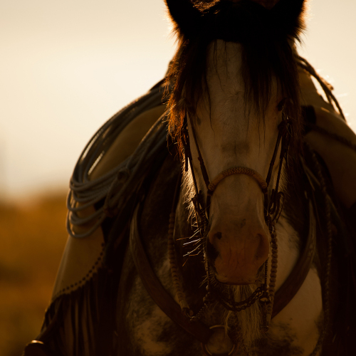 Photography-Animals-Whiskers