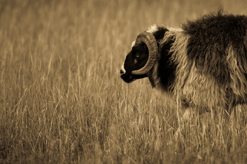 Photography-Animals-Summer Pasture #3
