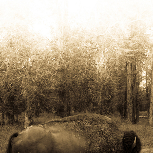 Photography-Animals-Untitled (Bison)
