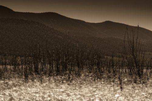 Photography-Floral-Angel Fire
