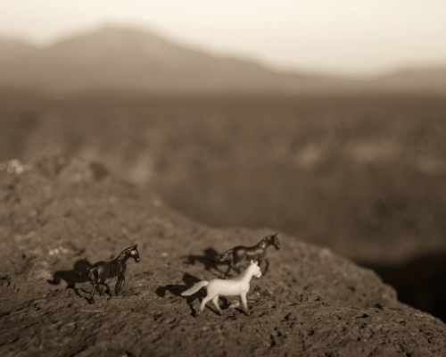 Photography-Animals-Trio At Rio