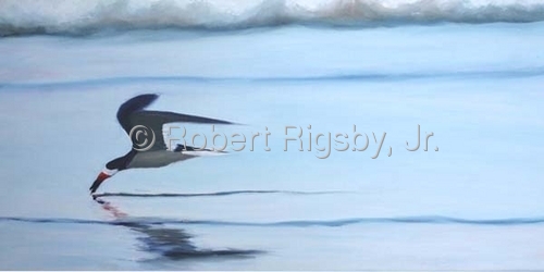 Painting-Wildlife-Black Skimmer