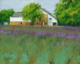 Harvesting%20the%20Lavender (thumbnail)