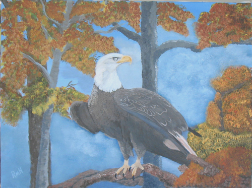 An Eagle's Stare