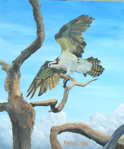 Osprey Hits The Landing