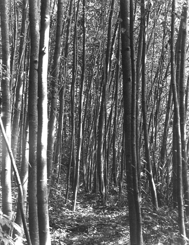 Photography-Landscape-Pond Trail
